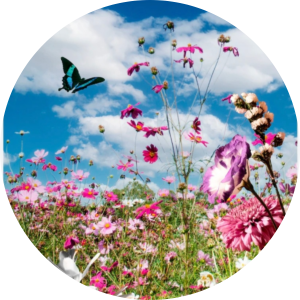 Nature - Laure Guillo Lorient